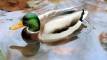 Mallard