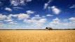 Alberta Wheatfield