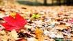 Maple Leaf
